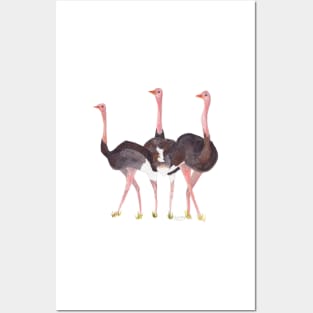Ostriches Posters and Art